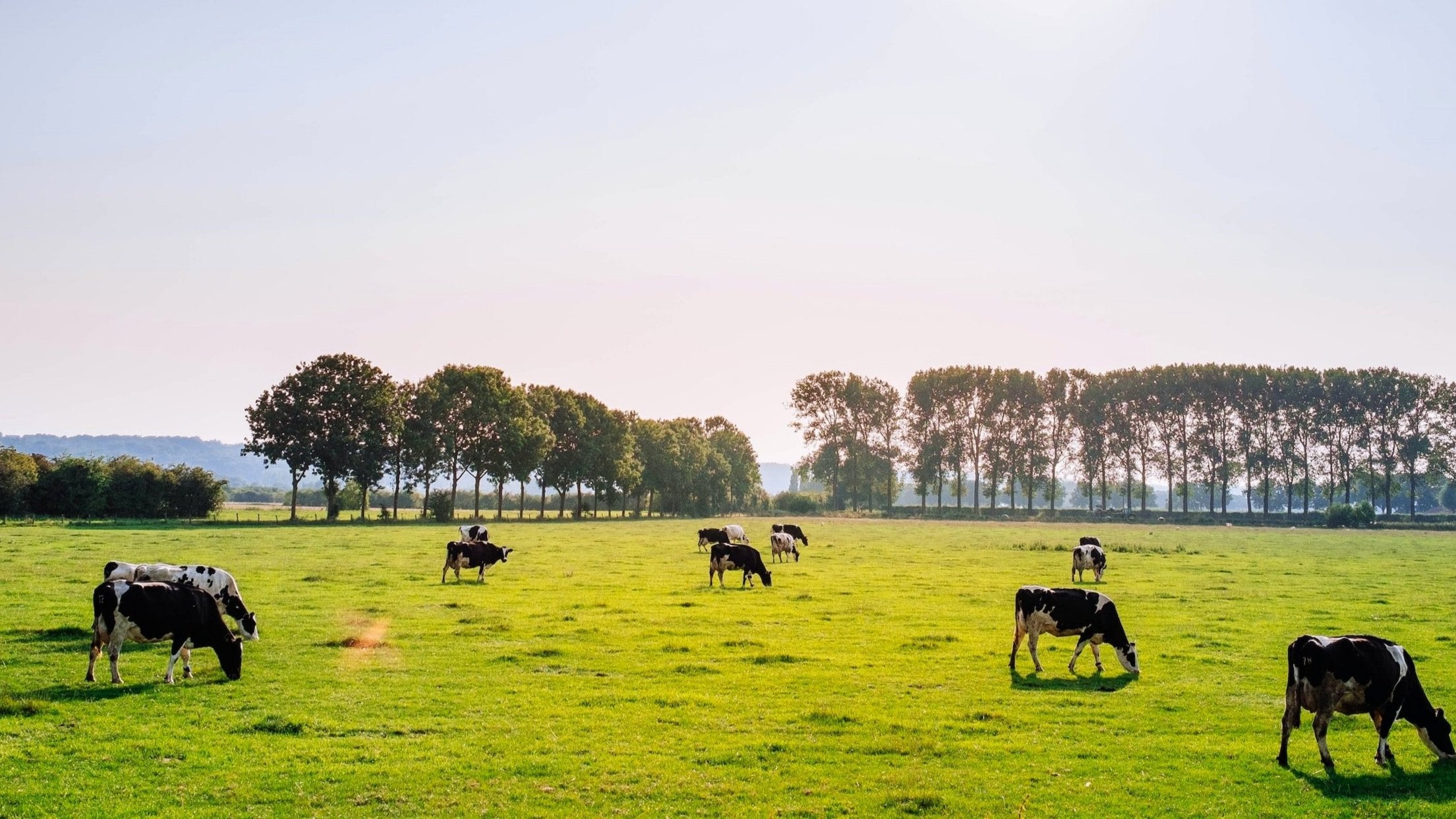 farmogic-cow-herd-on-free-pasture